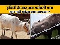 Kerala में हथिनी के बाद Himachal में गाय के साथ हैवानियत. जानवरों पर अत्याचार कब होगा बंद ?