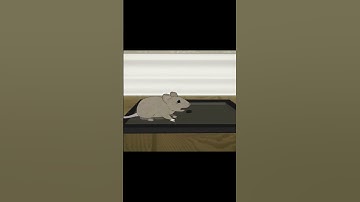 Why you should use glue traps on mouse/rats!