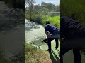 Feeding alligator hidden in algae covered water