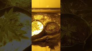 og blend vs soil thrive