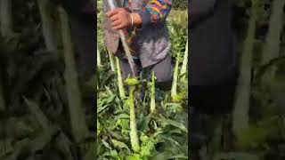 Lettuce Leaves Removals Tool