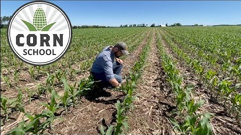 Corn School: Nitrogen strategies for early and late-planted crops