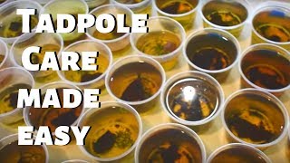 How to Care for Dart Frog Eggs & Tapoles