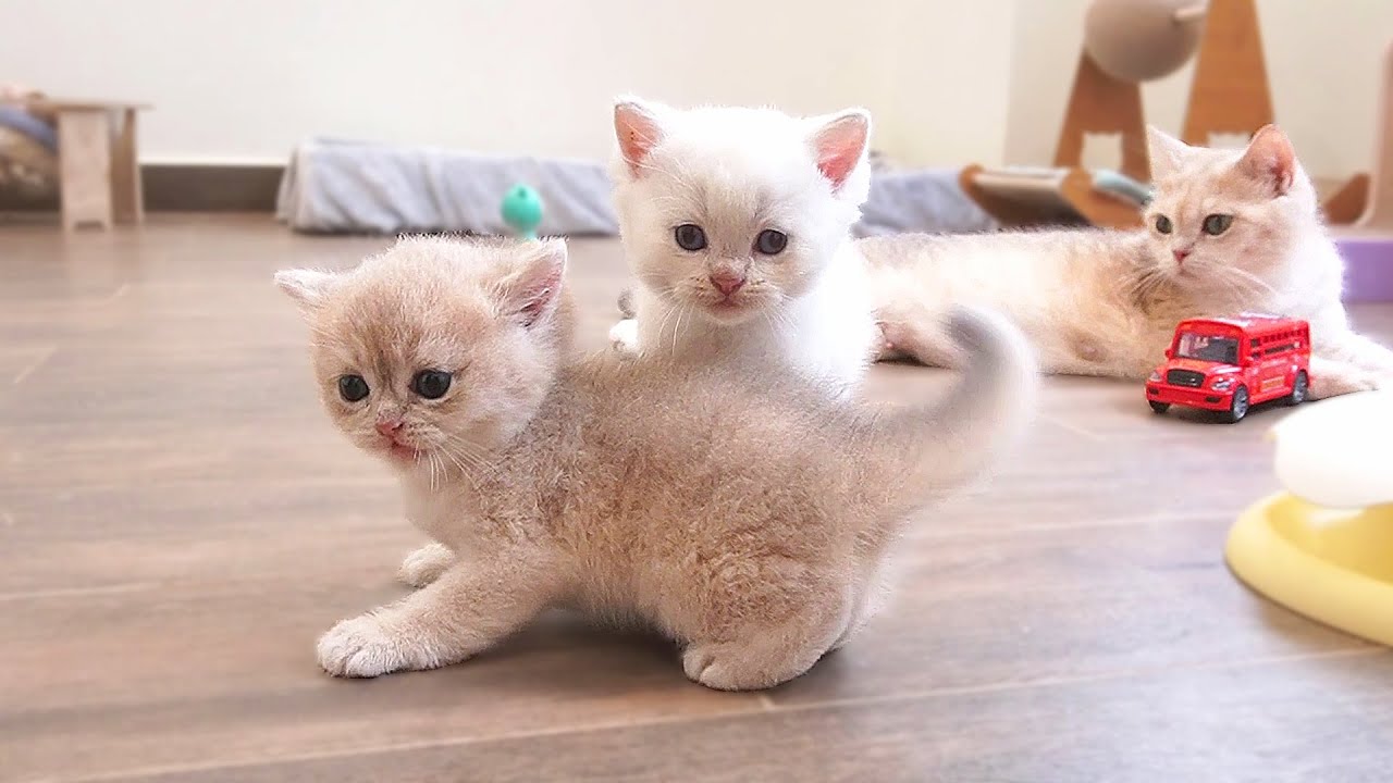 The kittens are so cute as they run around playing happily next to 