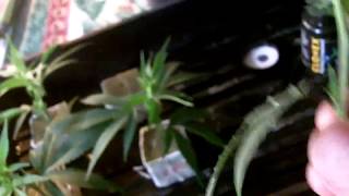 Met Another Fellow Youtube Grower sos60joker - Taking Some Clones