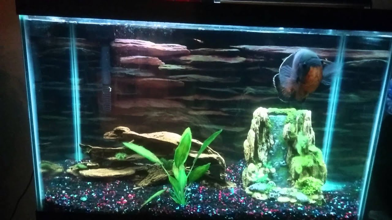 3 year old Oscar in 60 Water Gallon aquarium - YouTube 3 year old Oscar in 60 Water Gallon aquarium - YouTube