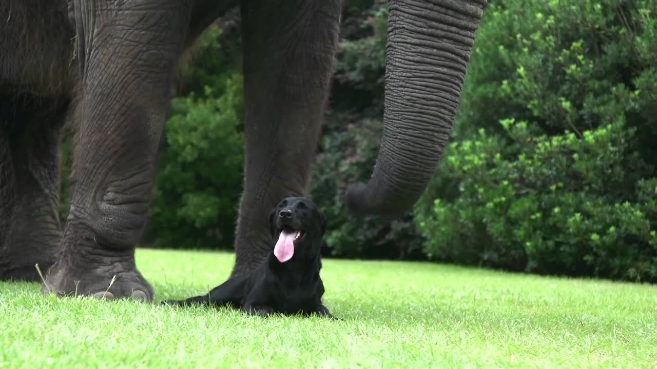 WHAT'S VIRAL Elephant and Dog Bubbles and Bella Best Friends YouTube