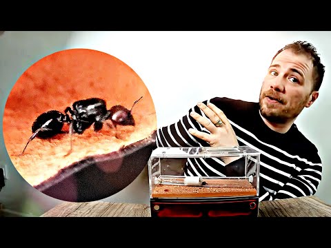 Élevage de fourmis Messor barbarus : ma première colonie en vidéo