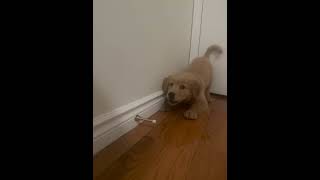Golden Retriever Puppy Discovers Door Stopper's Boing Sound