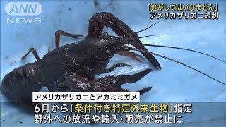 アメリカザリガニ規制「逃がしてはいけません」(2023年5月28日)