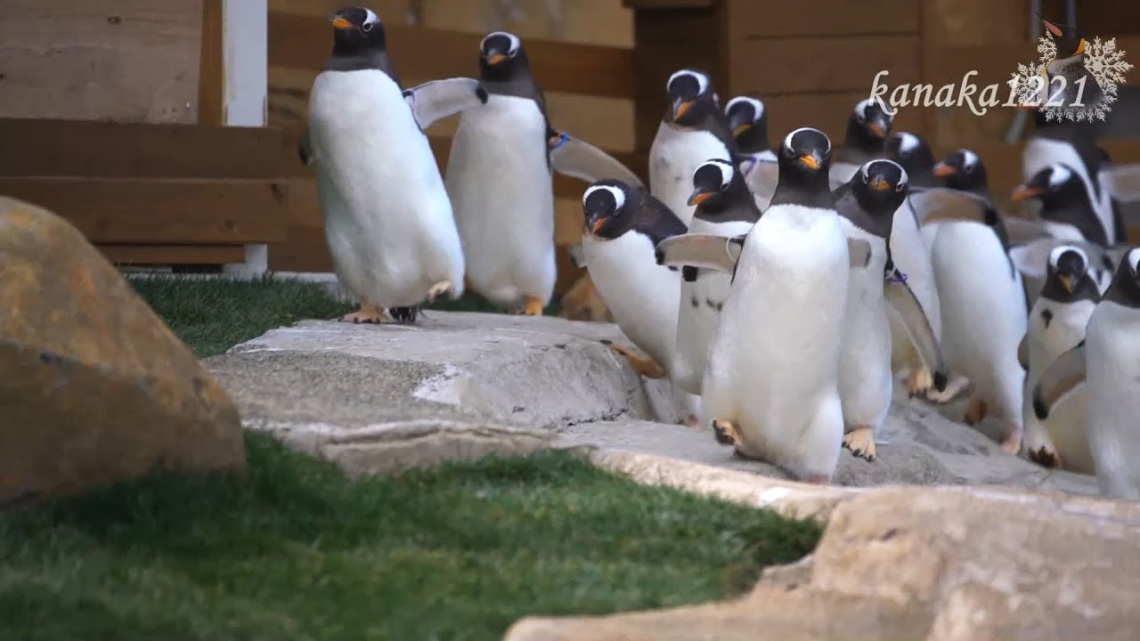 那須どうぶつ王国 ジェンツーペンギンが走りま---す！