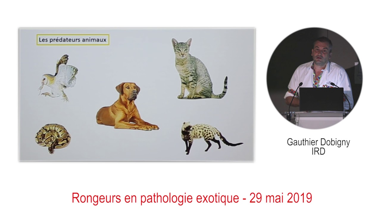 Rongeur-homme-environnement-maladies : même combat - YouTube