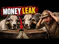 The BIGGEST Money Leak in Beef Cattle Fattening