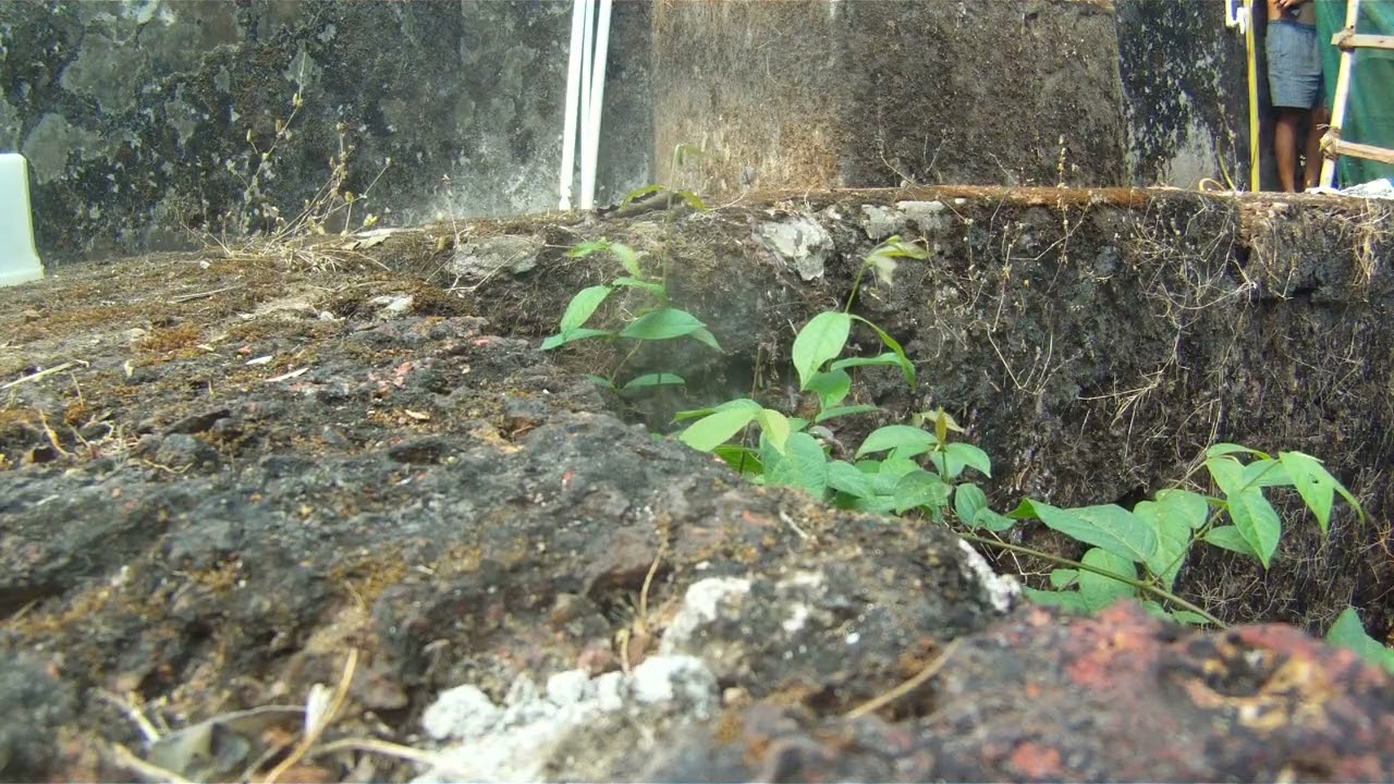 Sunbird hatchling on its first flight