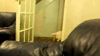 Bullie Run, English Bull Terrier Nelly Does 7 Laps Of The Lounge With Sofa Pit Stops