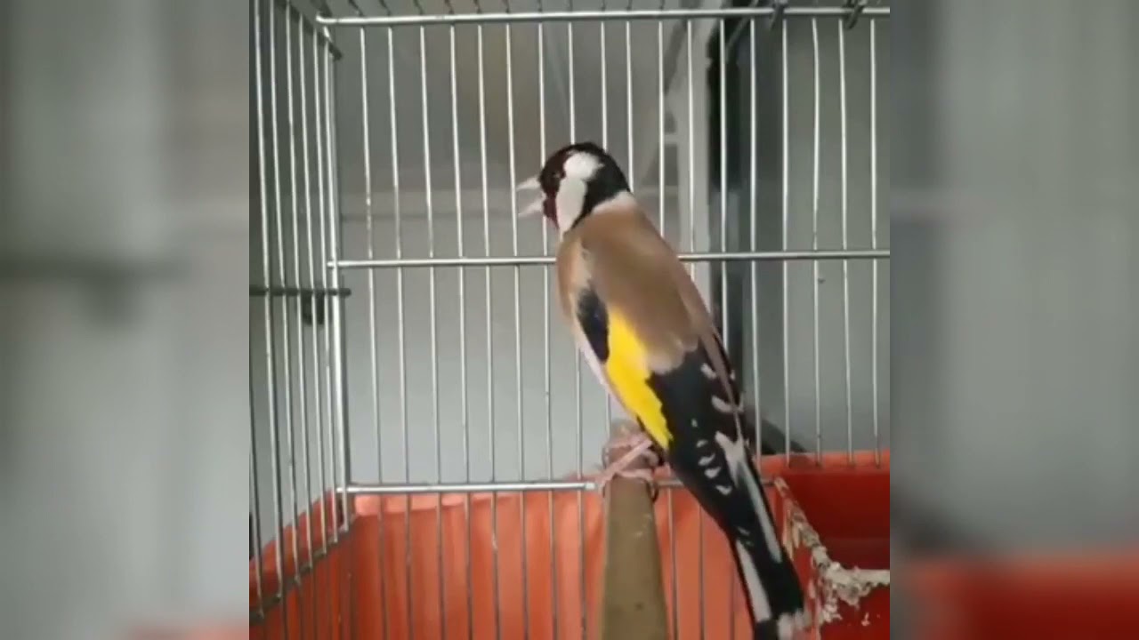 PINTASSILGO PORTUGUÊS CANTANDO..