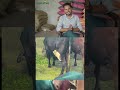 पशु का दूध बढ़ाने और पाचन सुधारने के 6 देसी तरीके 🐄🐃 | Cow & Buffalo Milk Production Tips #shorts
