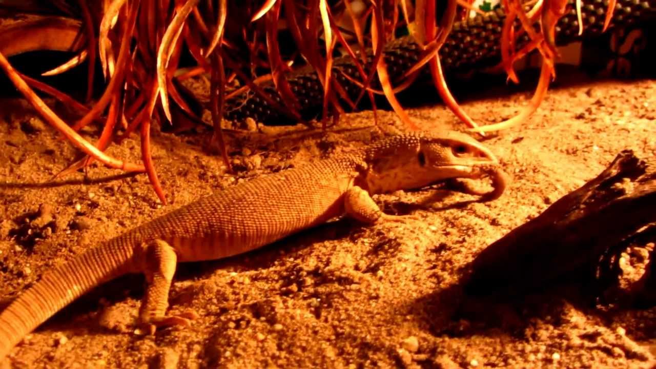 savannah bee company Savannah Monitor