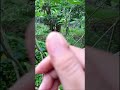 lebah madu