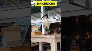 Bin Chicken!