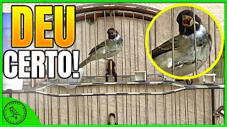 Fazendo Coleiro Pardo De 8 Meses Cantar Bitolão Igual Adulto