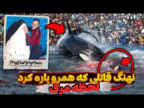 چطور این نهنگ قاتل به طرز وحشیانه ای 3 نفرو جلوی چشم همه پاره کرد