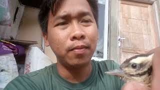 Download Lagu Cara membedakan jantan dan betina burung pelatuk ulam yang akurat #platuk #burungpelatuk #fyp  MP3