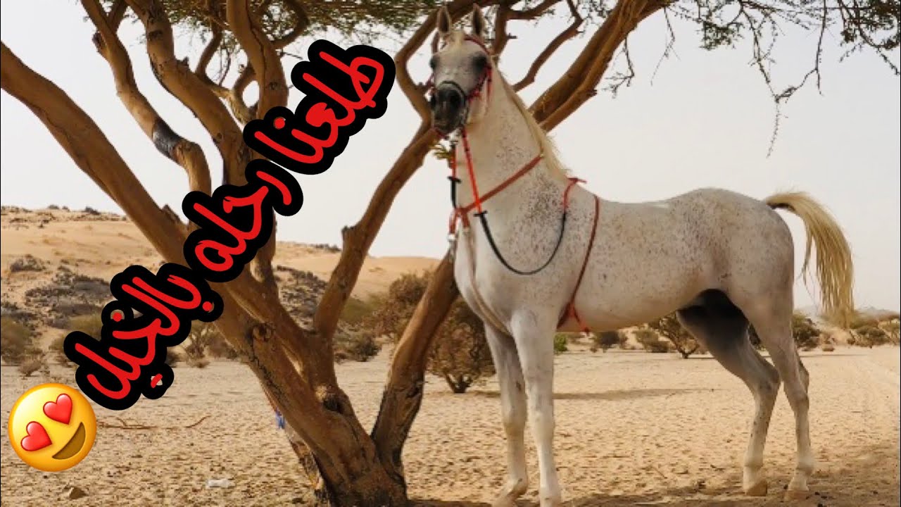 # فلوق (32) طلعنا بالخيل ف البر وركوب وسباقات😍👍