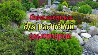 картинка: Парикмахерская для растений альпинария
