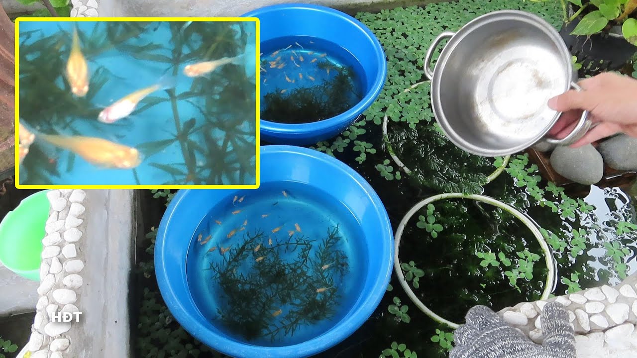 Guppies disease treatment (Guppies blue sky) ???? Trị... - youtube