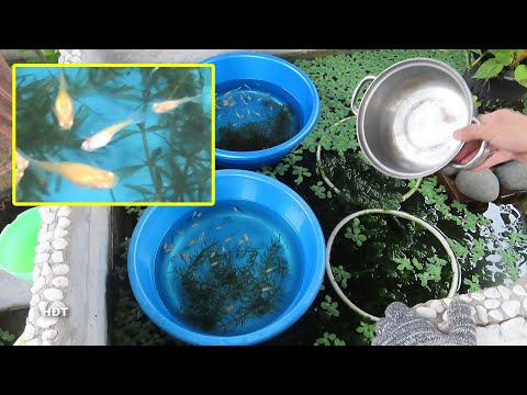Video Guppies disease treatment (Guppies blue sky) ???? Trị... - youtube