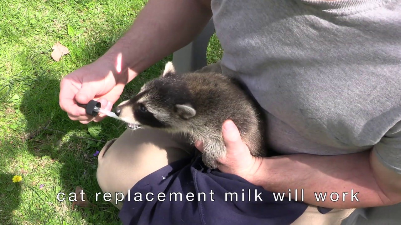 Baby raccoon rescue after falling out of tree - YouTube