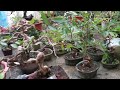 CHIỀU THU QUÊ NHÀ | NHÀ VƯỜN HÙNG OANH