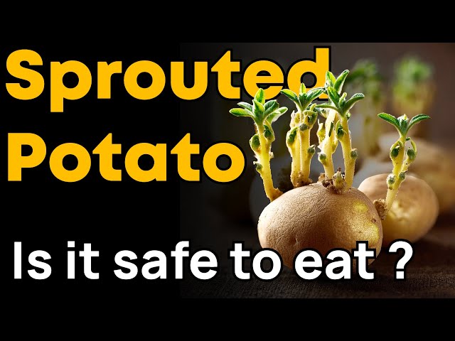 IS IT SAFE TO EAT A SPROUTED POTATO? 