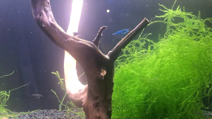 Blue Dream Neos in new home