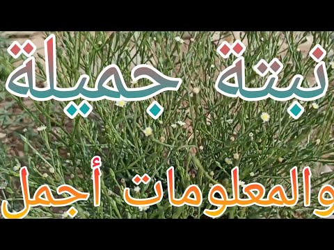 فيديو: هل تنتشر نباتات أستر؟