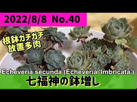 多肉植物】 七福神の鉢増し 根鉢ガチガチ 放置多肉 目指せ❗️七福神丼