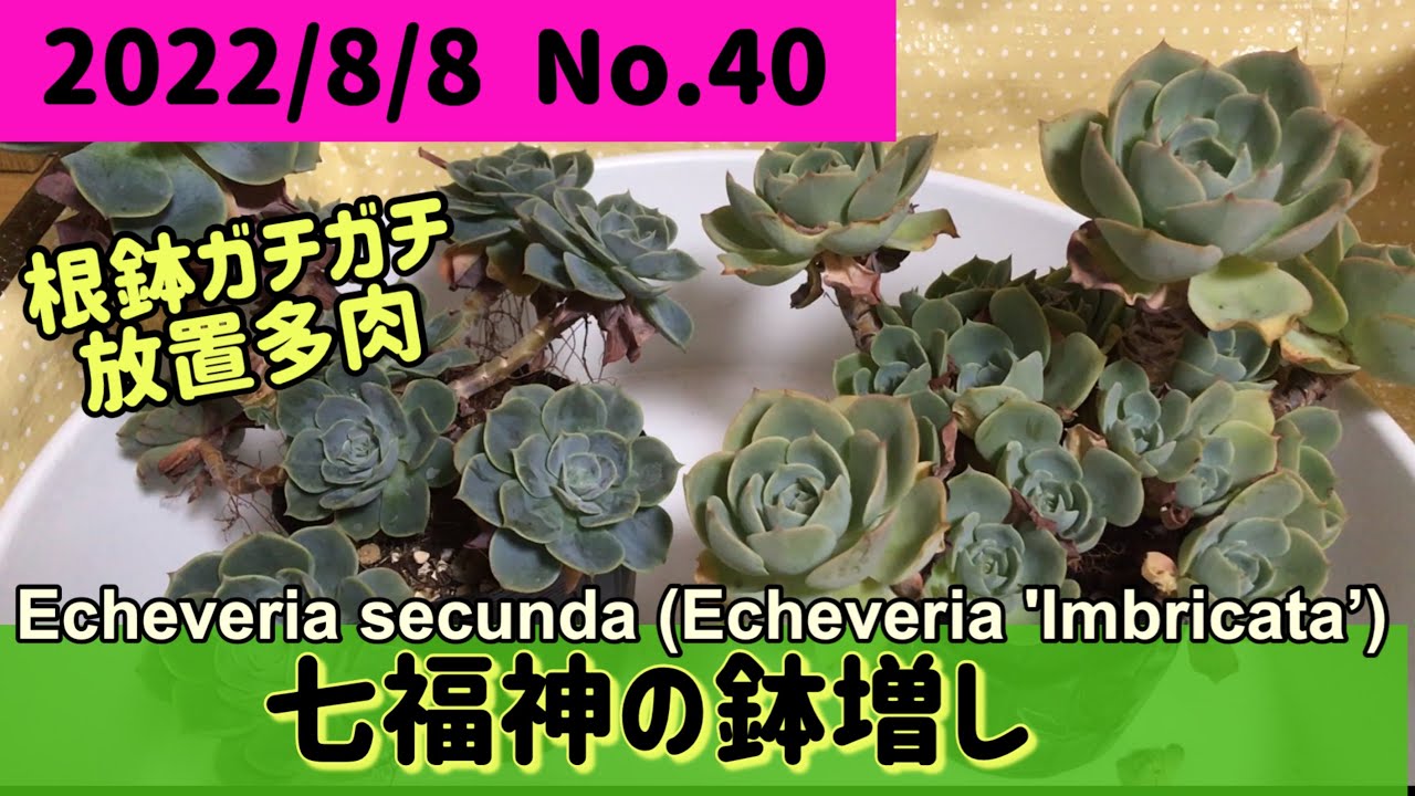 多肉植物】 七福神の鉢増し 根鉢ガチガチ 放置多肉 目指せ❗️七福神丼
