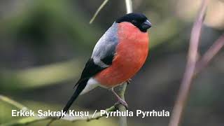 Erkek şakrak kuşu ötüşü