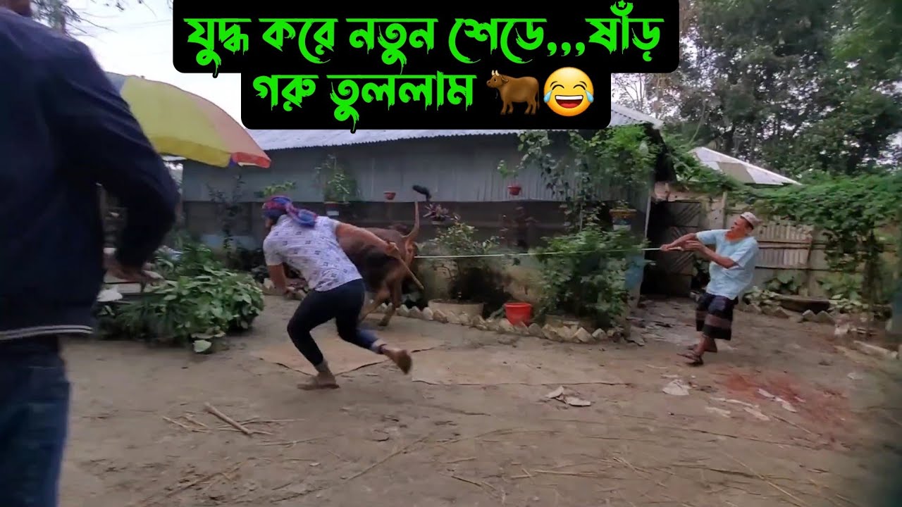 যুদ্ধ করে নতুন শেডে,,,ষাঁড় গরু তুললাম 🐂🐄😂