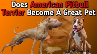 Does American Pitbull Terrier Apbt Become A Great Pet Dogs Junction.
