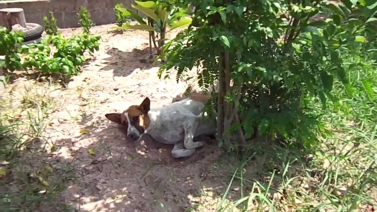 lead a dog's life in Isaan so ein Hundeleben im Isaan YouTube