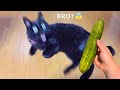 Funniest Animal Moments 2022 😂 Funniest Cats and Dogs 🐶😸 Ep 05 | Cute Buddy