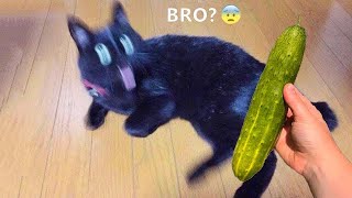 Funniest Animal Moments 2022  Funniest Cats and Dogs  Ep 05 | Cute Buddy