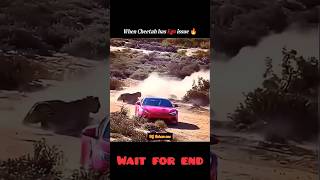 #edit #copyrightfree #shorts #lamborghini