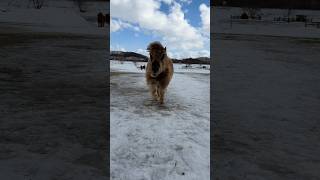 強風の日はお祭り騒ぎ