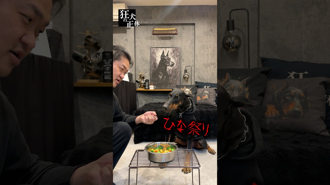 ドーベルマンにちらし寿司食わせてみた #ドーベルマン #ひな祭り