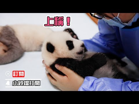 《熊貓早晚安》熊貓“成風”幼時體重曝光！ | iPanda熊貓頻道