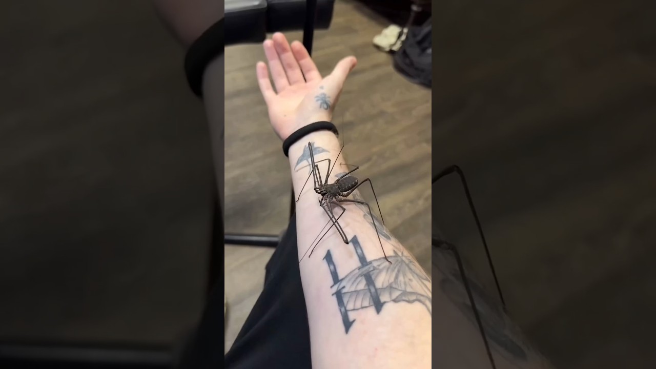 Latest Title & Thumbnail