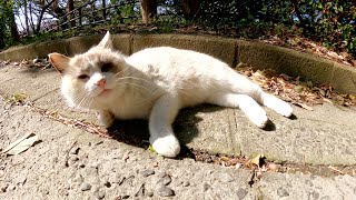 ラグドールみたいな猫が暖かい日差しを浴びてゴロンゴロンと寝転がる